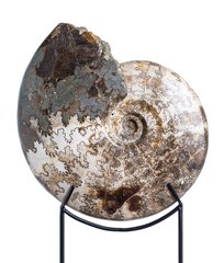 Аммонит Brasilia decipiformis