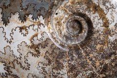 Аммонит Brasilia decipiformis