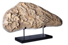 Череп мозазавра