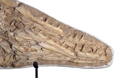 Череп мозазавра