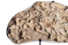 Череп мозазавра