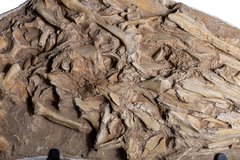 Череп мозазавра