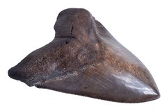 Зуб мегалодона 13,2 см коллекционного качества