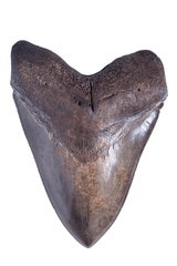 Зуб мегалодона 13,2 см коллекционного качества