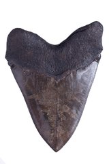 Зуб мегалодона 13,2 см коллекционного качества