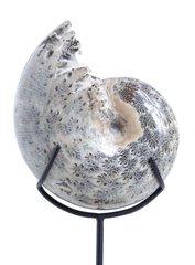 Аммонит Phylloceras sp.