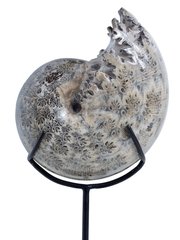 Аммонит Phylloceras sp.