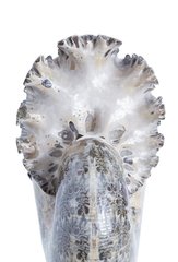 Аммонит Phylloceras sp.