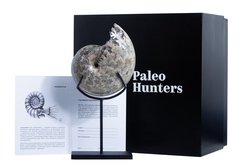 Аммонит Phylloceras sp.