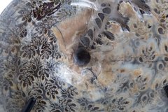 Аммонит Phylloceras sp.