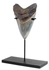 Зуб мегалодона 11 см коллекционного качества