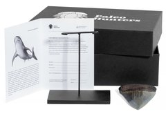 Зуб мегалодона 11 см коллекционного качества