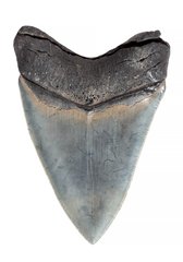 Зуб мегалодона 11 см коллекционного качества