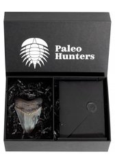 Зуб мегалодона 11 см коллекционного качества