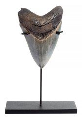 Зуб мегалодона 11 см коллекционного качества