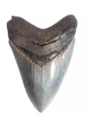 Зуб мегалодона 11 см коллекционного качества