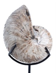 Наутилус Cymatoceras sp.