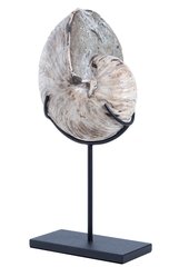 Наутилус Cymatoceras sp.