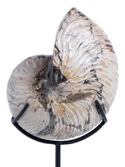 Наутилус Cymatoceras sp.