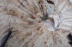 Наутилус Cymatoceras sp.