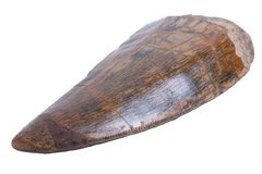 Зуб динозавра Carcharodontosaurus saharicus