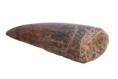 Зуб динозавра Carcharodontosaurus saharicus