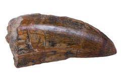 Зуб динозавра Carcharodontosaurus saharicus