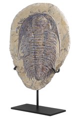Трилобит Acadoparadoxides sp.