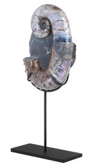 Аммонит Audouliceras sp.