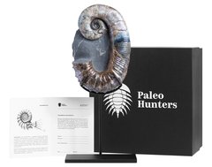 Аммонит Audouliceras sp.