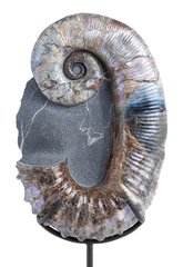 Аммонит Audouliceras sp.