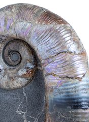 Аммонит Audouliceras sp.