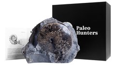 Аммонит Placenticeras sp.