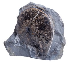 Аммонит Placenticeras sp.