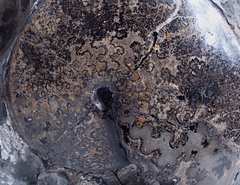 Аммонит Placenticeras sp.