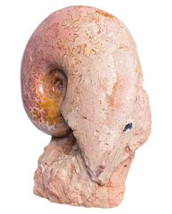 Аммонит Lytoceras sp.