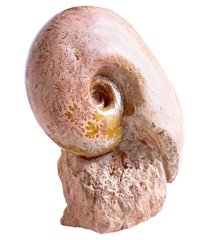 Аммонит Lytoceras sp.