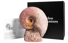 Аммонит Lytoceras sp.