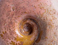 Аммонит Lytoceras sp.