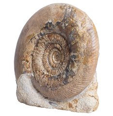 Аммонит Parkinsonia cf. parkinsoni