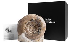 Аммонит Parkinsonia cf. parkinsoni