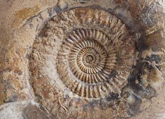 Аммонит Parkinsonia cf. parkinsoni