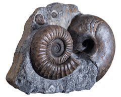 Аммонит Arietites bucklandi и наутилус Cenoceras sp.