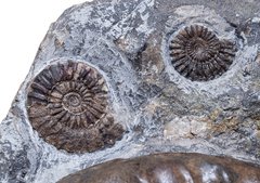 Аммонит Arietites bucklandi и наутилус Cenoceras sp.