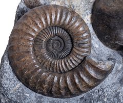 Аммонит Arietites bucklandi и наутилус Cenoceras sp.
