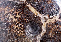 Аммонит Placenticeras sp.