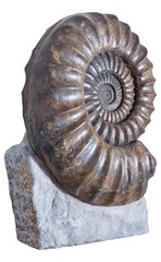 Аммонит Arietites bucklandi