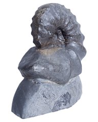 Аммонит Ceratites Nodusus