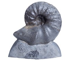 Аммонит Ceratites Nodusus