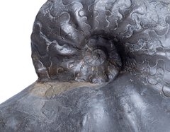 Аммонит Ceratites Nodusus